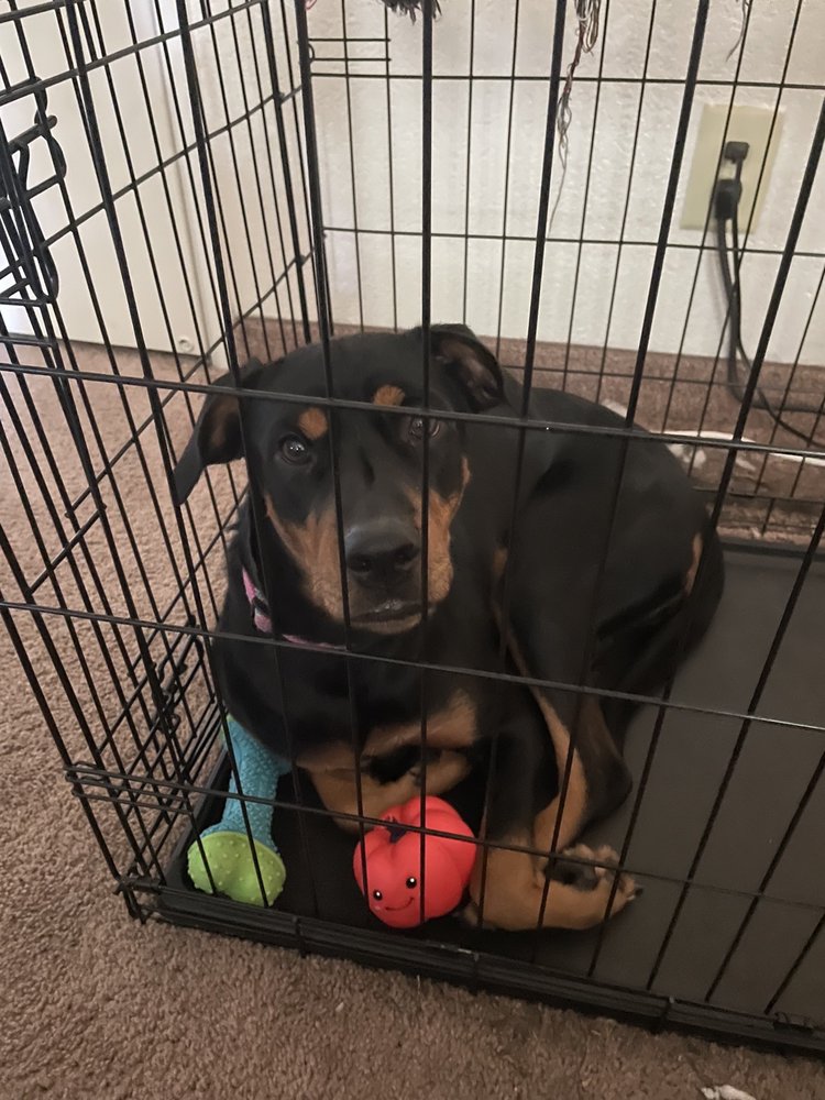 Josue S.'s profile image