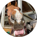 Nancy Steele's Profile Image