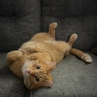 Carrie Allen Benkowich's Profile Image