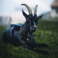 Evila R Days's profile image