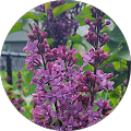 Julie Freese's Profile Image
