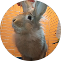 Bijou