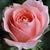 Rose Liquigli Lodice's profile image