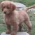 Liz Wielgus's profile image