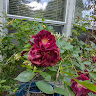 Rhoda M.'s profile image