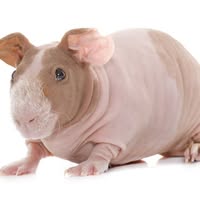 QA1's profile image