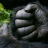 Kivumbi's profile image