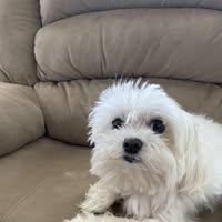 Felle-Martinez Francyne's profile image