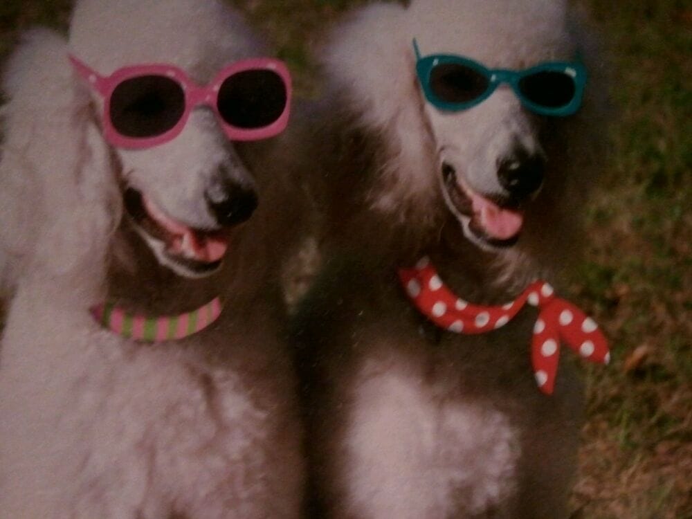 Dana H.'s profile image