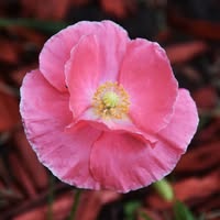 Judy Davis's profile image