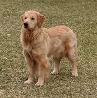 Diane M. Denman's profile image