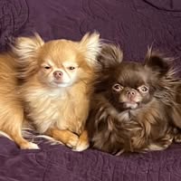 Schelli Ward's profile image