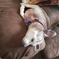 Veronica Bonney's profile image