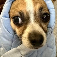 Jan Polson Crocker's profile image