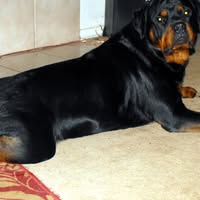 Samson Schou's profile image