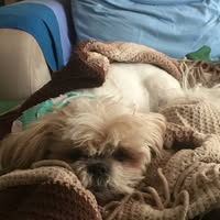 Lupe Valdez's profile image