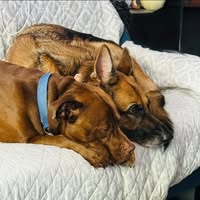 Marcia Eisenbraun Harrington's profile image