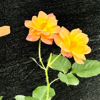 Meredith Ortega's profile image