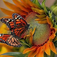 Charlotte M Laizure's profile image