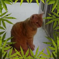 Bobbi Scott's profile image