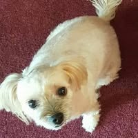 Diane Russo's profile image