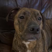 Joan Luce's profile image