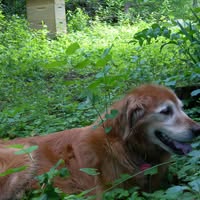 Suz Stillinger's profile image