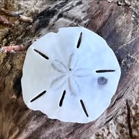 Izzy Bela's profile image