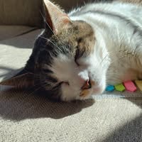 Melissa Romano's profile image