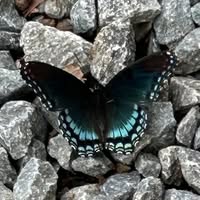 Louise Lassiter Carter's profile image