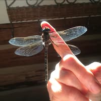 Sea Bee's profile image