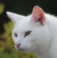 Sheryl Lynn's profile image