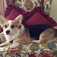 Christine Strauss's profile image
