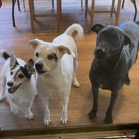 Brenda Piek's profile image