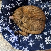 Judi Hardee Robilotta's profile image