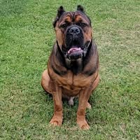 Ron Smith's profile image