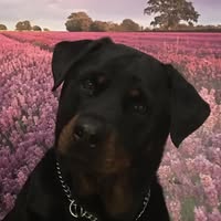 Melissa Unzicker's profile image