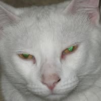 Faith Cheasty- Benner's profile image