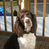 Anthony J Sabatino's profile image