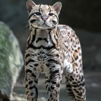 Tonya White's profile image