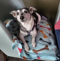 Karen Keysar Ogden's profile image