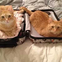 Cheryl Bunting's profile image