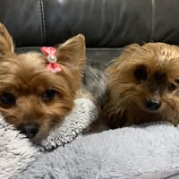 Rhonda Bartlam's profile image