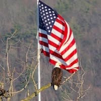 Pam Poundstone's profile image