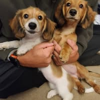 Lisa Snyder's profile image