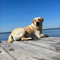 Devon Morrison's profile image