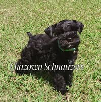 Chazown Schnauzers's profile image