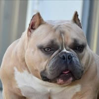 Ashley Heatwave Airoso's profile image