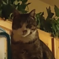 Sandi Adam Taylor's profile image