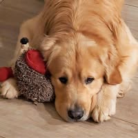 Sharon Platt's profile image